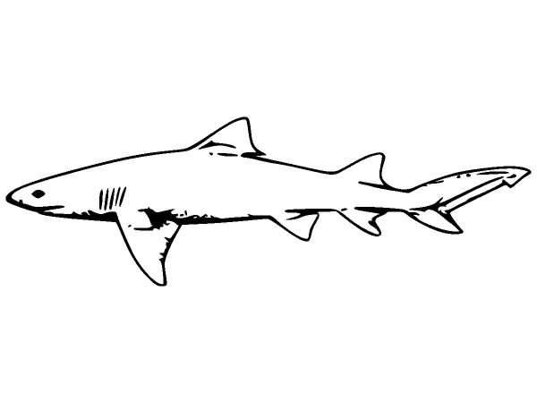 Животные 258