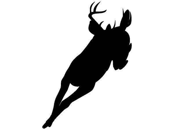 Животные 698 Животные 698