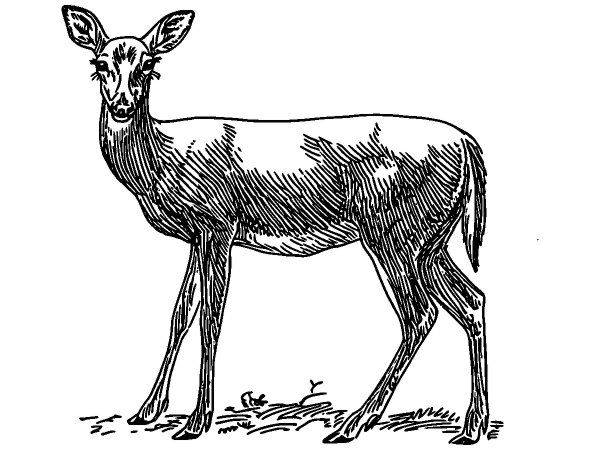 Животные 629 Животные 629