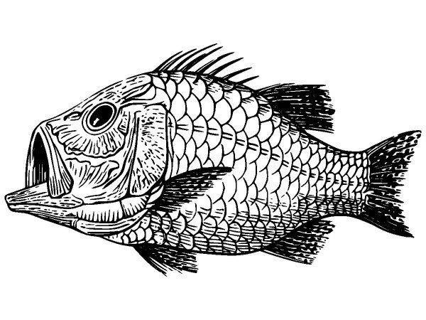 Животные 2816