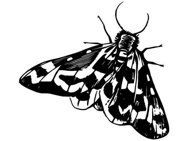 Животные 3960