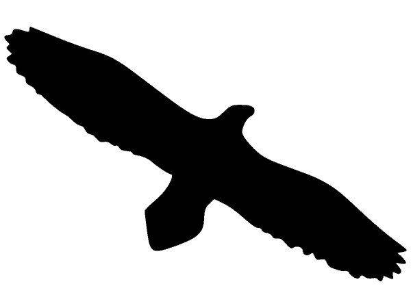 Животные 1577 Животные 1577