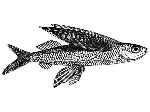 Животные 3786