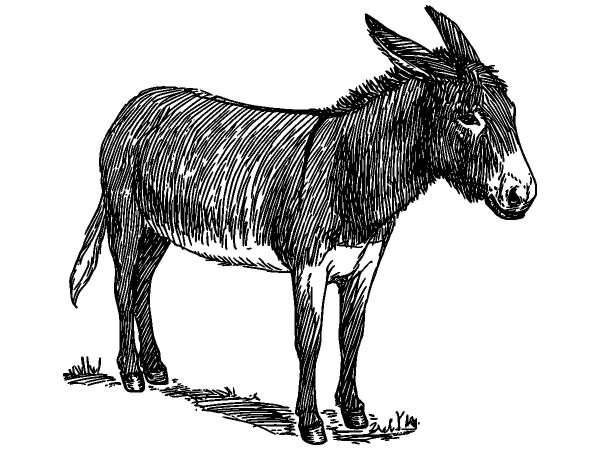 Животные 363