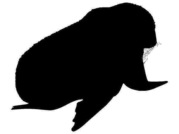 Животные 4151