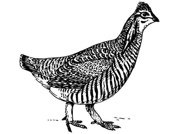 Животные 1087