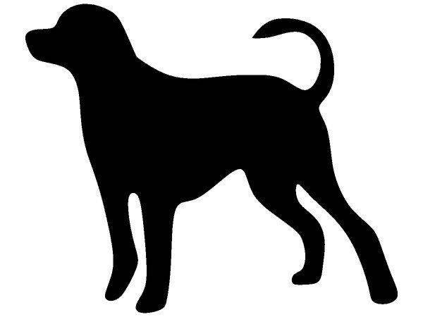 Животные 1593