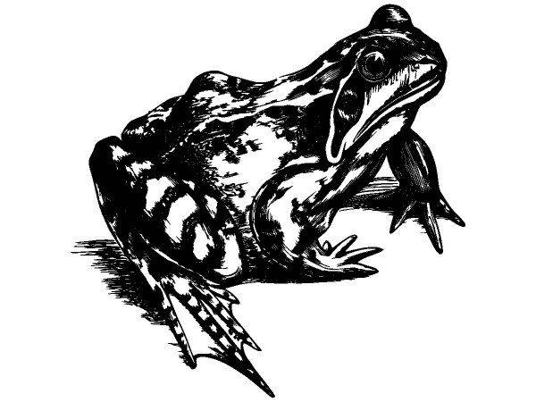 Животные 3850