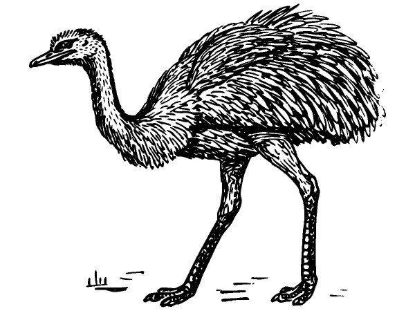 Животные 1094