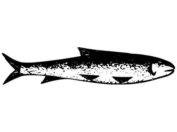 Животные 2669