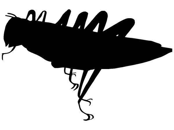 Животные 3441 Животные 3441