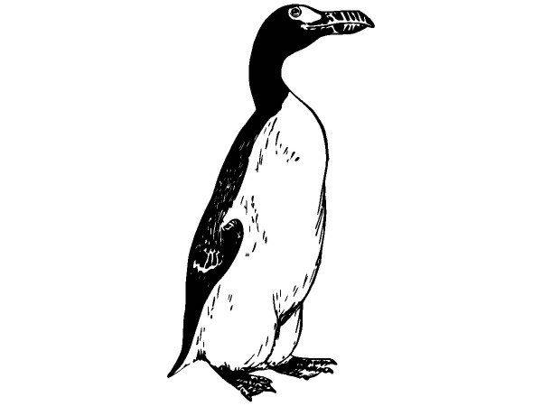 Животные 3784 Животные 3784