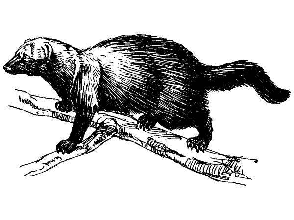 Животные 648