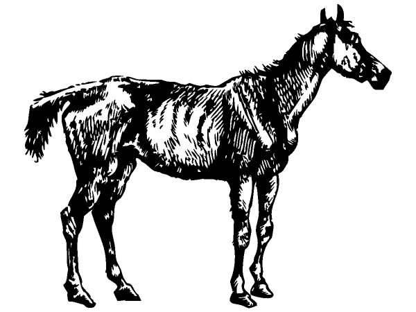 Животные Лошадь 68