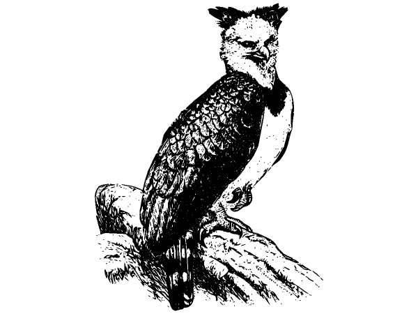 Животные 908