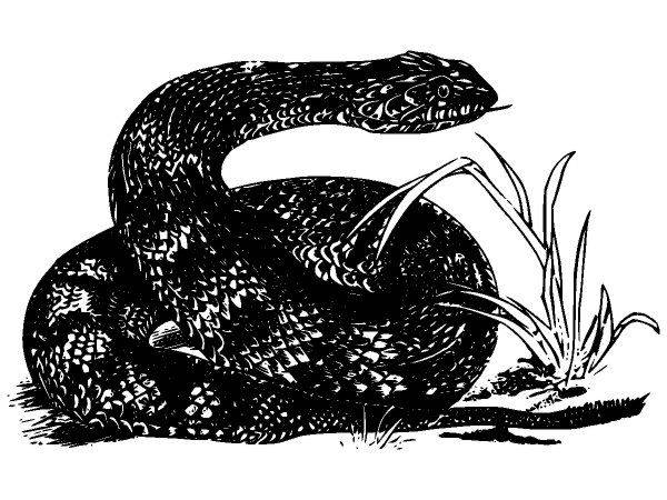 Животные 2861