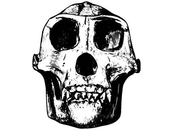 Животные 2685 Животные 2685