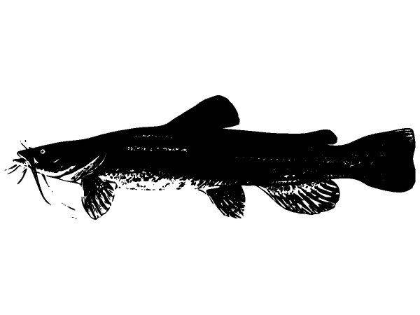 Животные 1339