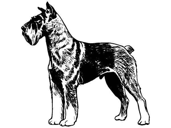 Животные 1109