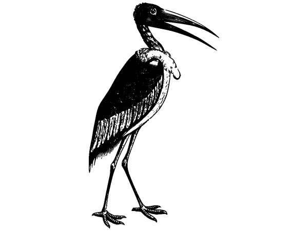 Животные 986