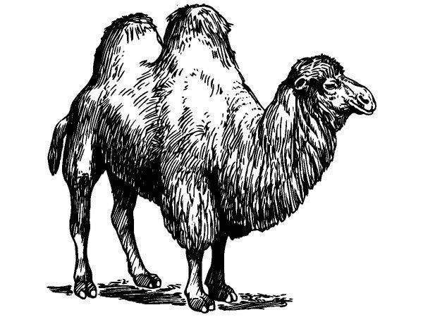 Животные 230