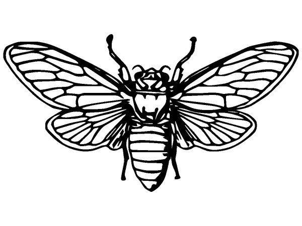 Животные 2478 Животные 2478