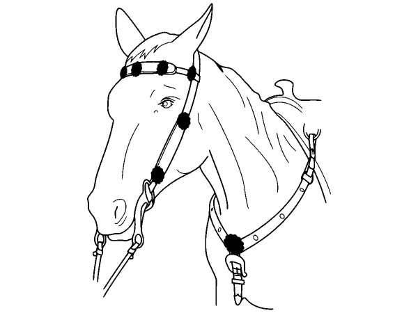 Животные 830