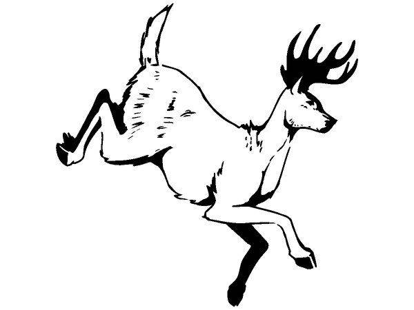 Животные 316 Животные 316