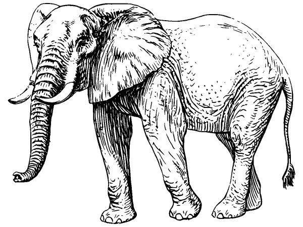 Животные 3742 Животные 3742