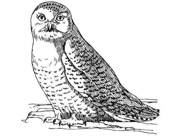 Животные 3799 Животные 3799