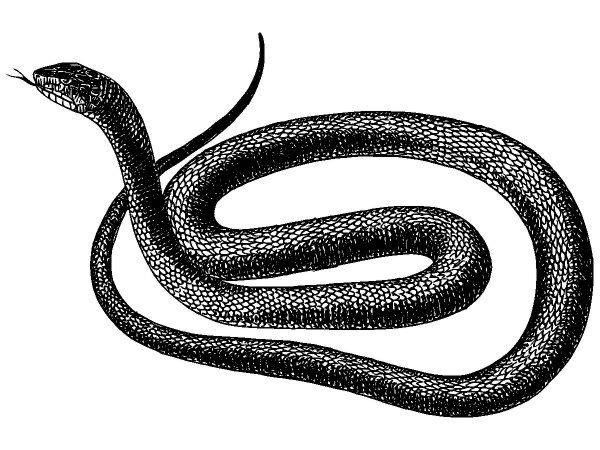 Животные 3759 Животные 3759