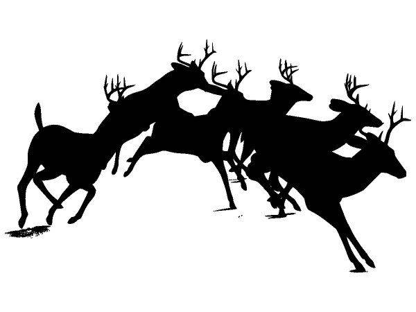 Животные 3531 Животные 3531