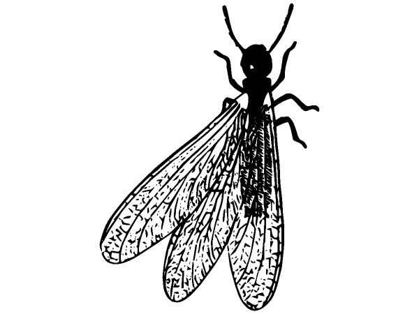 Животные 868