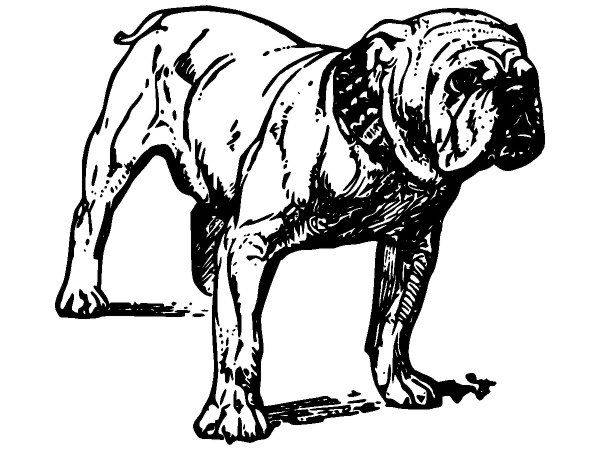 Животные 1701