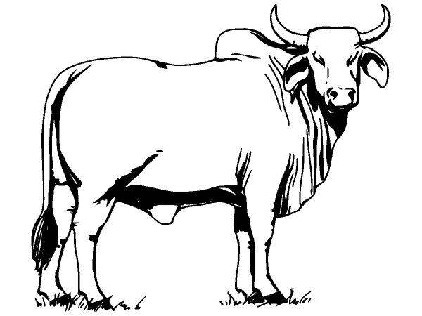 Животные 556 Животные 556