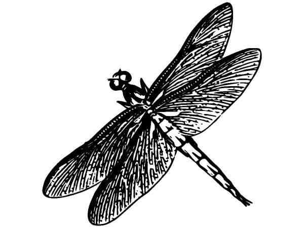 Животные 1306