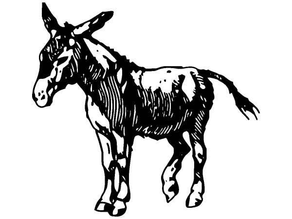 Животные 248