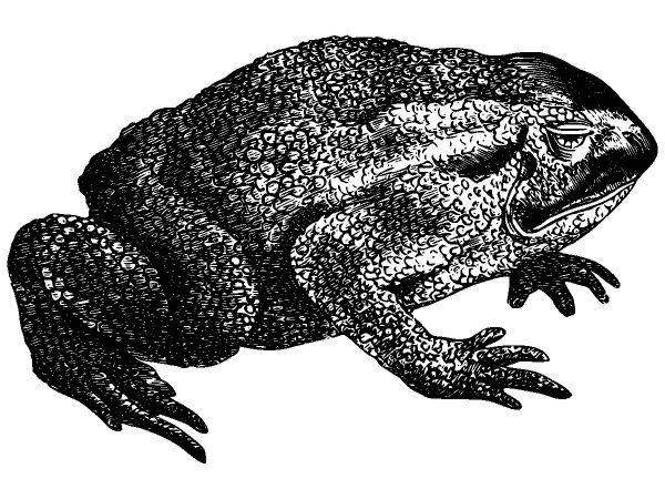 Животные 3859