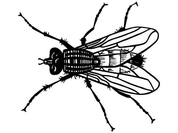 Животные 1266