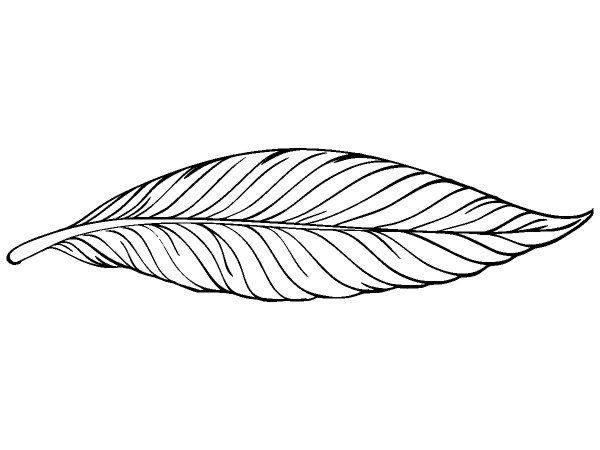 Животные 3333 Животные 3333