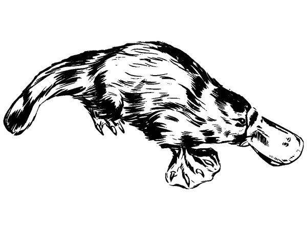 Животные 1082