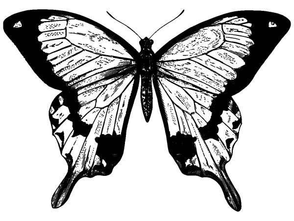 Животные 1172