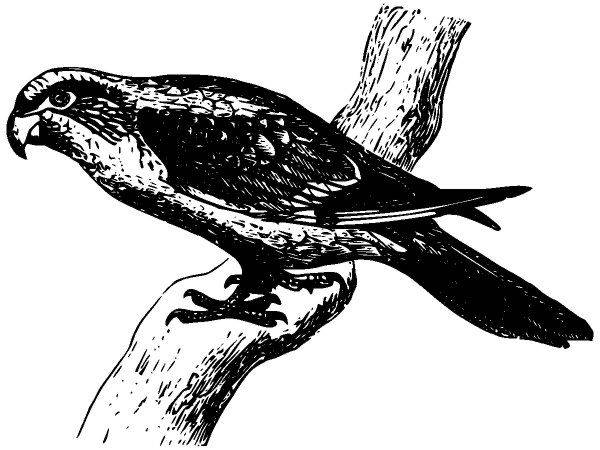 Животные 2874