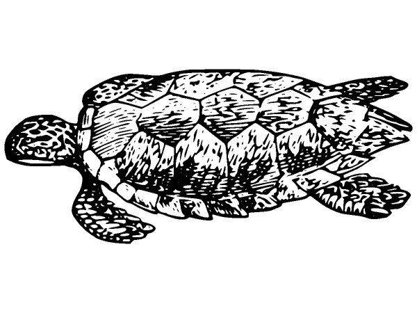 Животные 2643