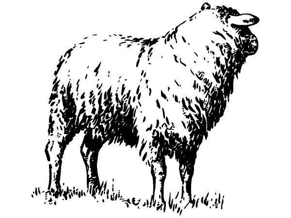 Животные 3544 Животные 3544