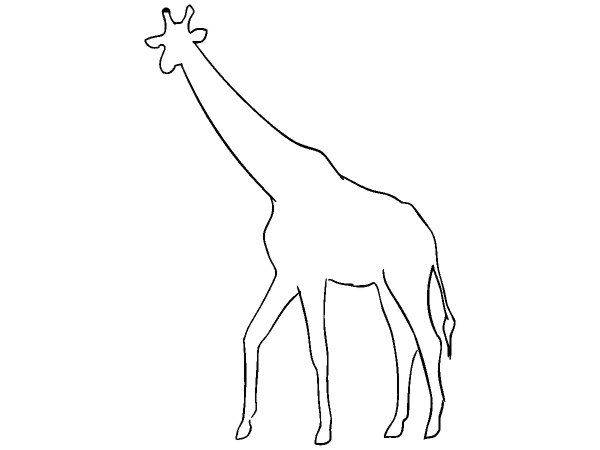 Животные 4104