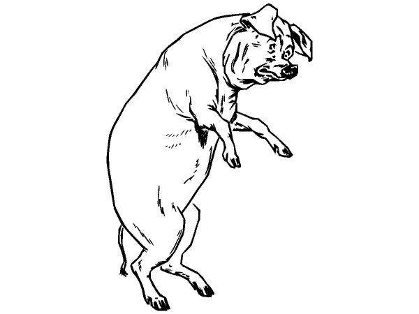 Животные 148 Животные 148