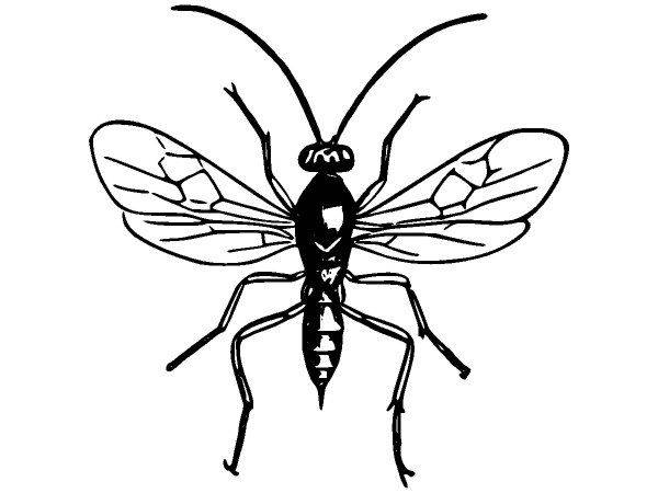 Животные 2825 Животные 2825