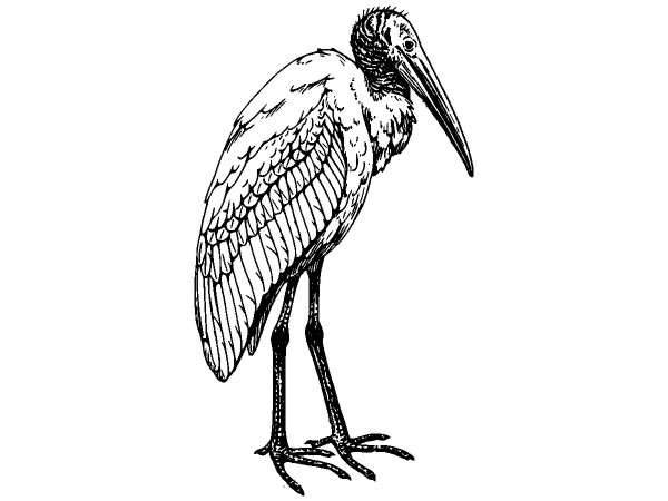 Животные 1269