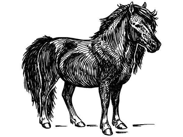 Животные 1114